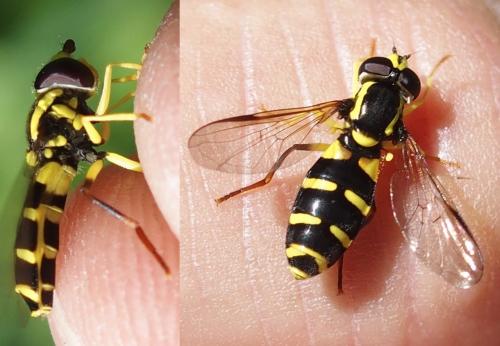 Philhelius stackelbergi